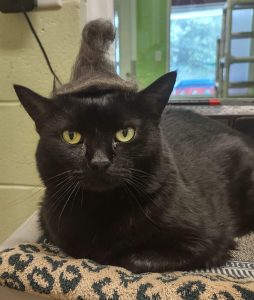 Angel Cat