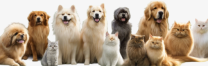 Dogs & Cats Forever Group Pic