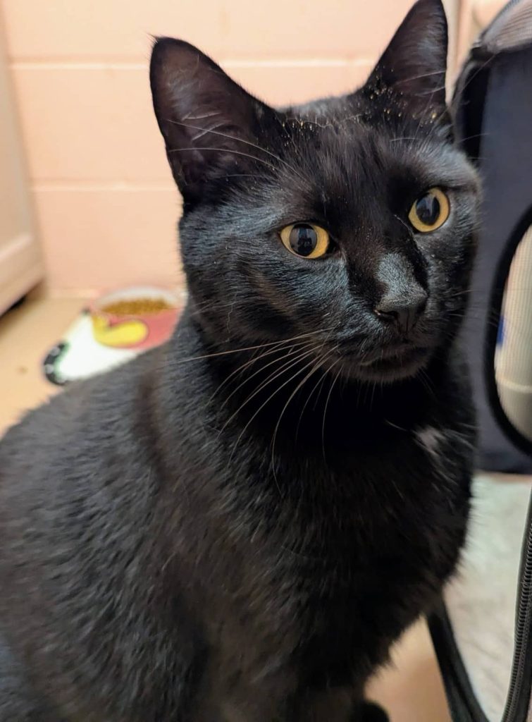Salem