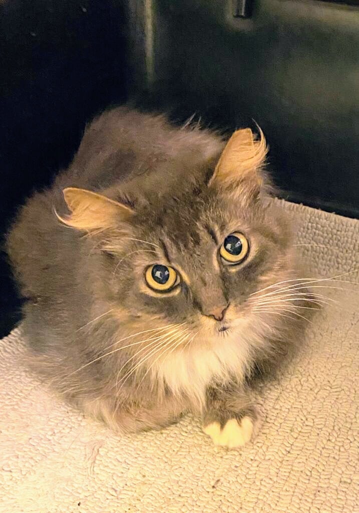 Sweetie Pie