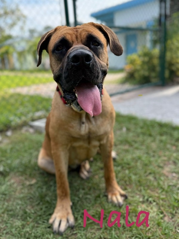 Nala