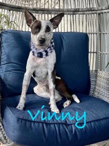 Vinny