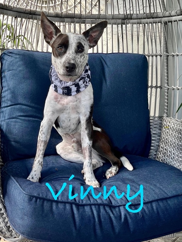 Vinny