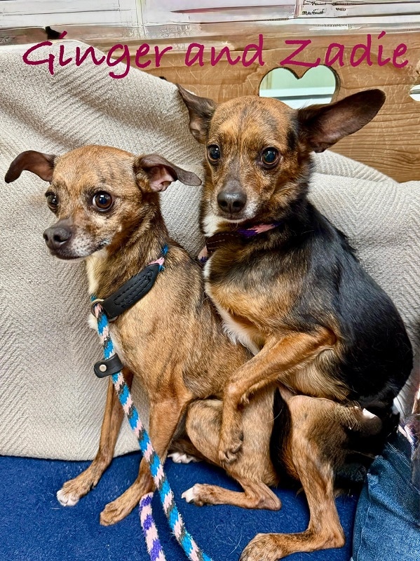 Zadie N Ginger