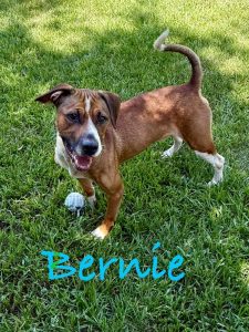 Bernie