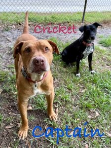 Captain & Cricket