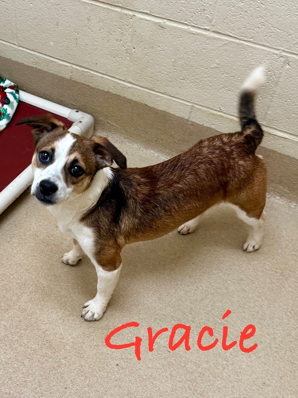 Gracie