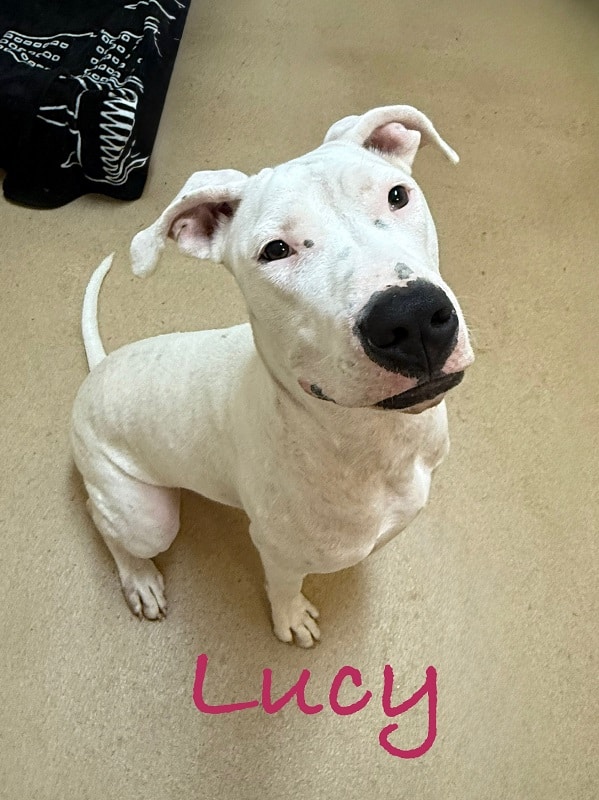Lucy