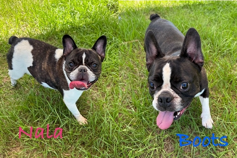 Nala & Boots