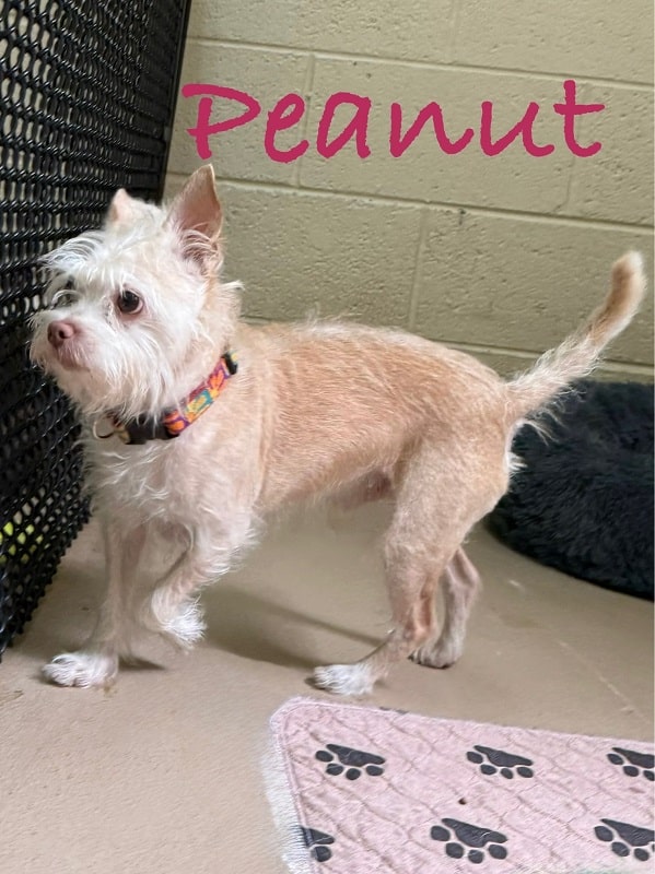 Peanut