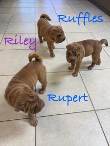 Riley, Ruffles & Rupert