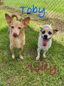 Toby & Lily