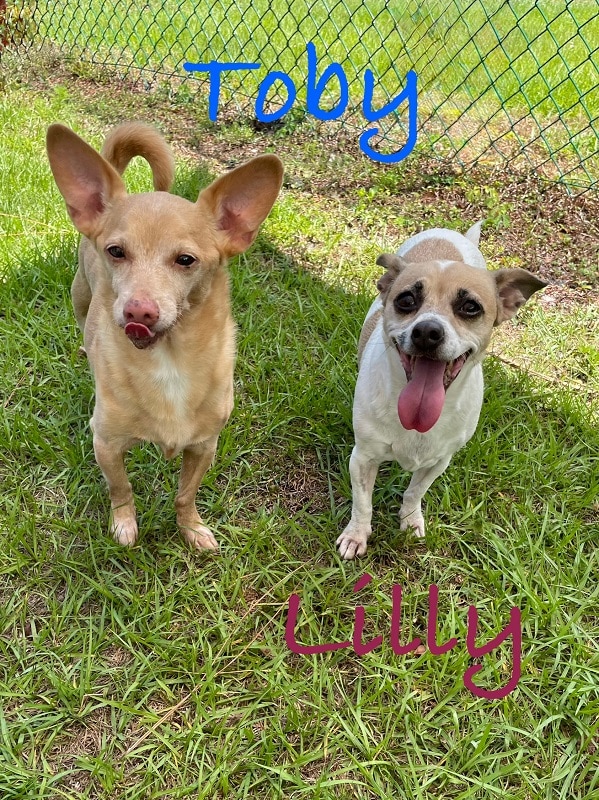 Toby & Lily